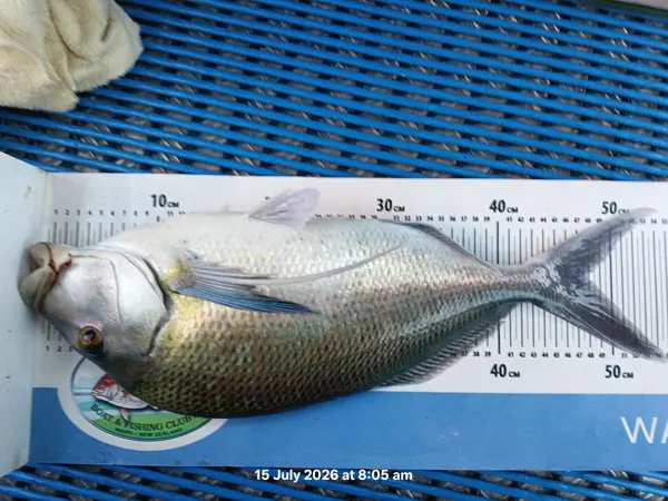 Other Species